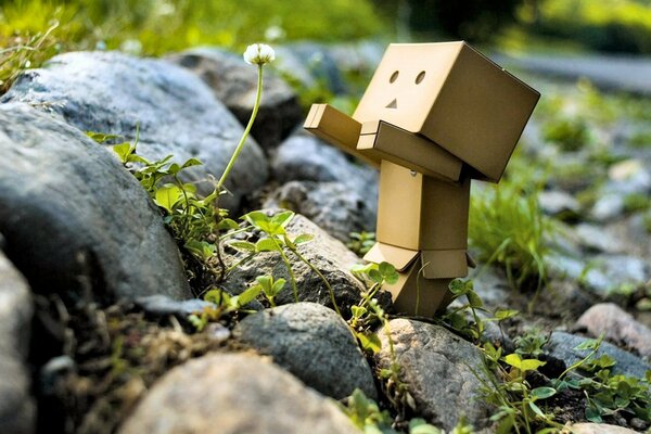 Danbo lernt die erstaunliche Natur kennen