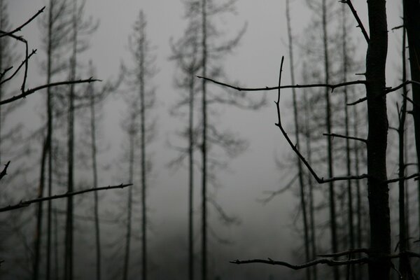 Zdjęcie mgła w lesie drzewa