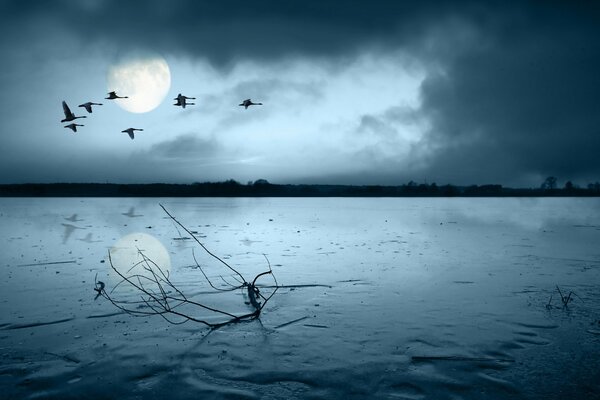 Birds fly against the background of the moon, illuminating a lying branch