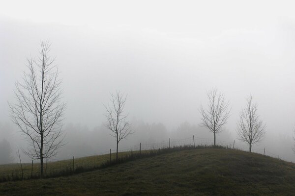 Photo brouillard clôture arbres automne