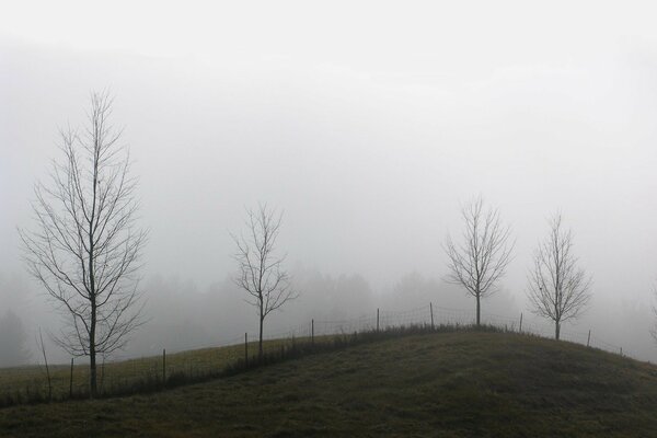 Zdjęcie mgła płot drzewa jesień