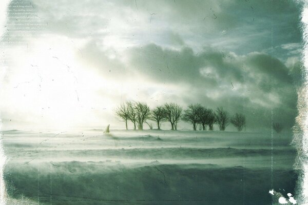 Zdjęcie zimowa zamieć drzewa