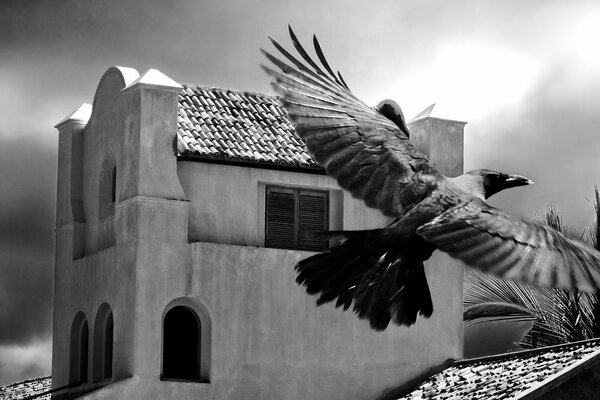 A black bird on the background of a white building