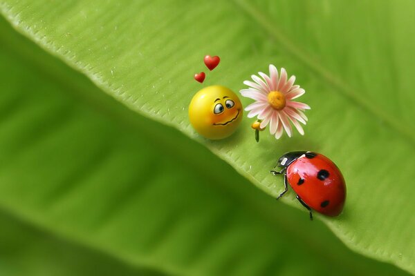 Coccinelle, camomille et smiley disposés sur une feuille