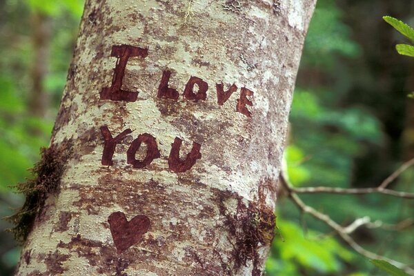 Declaration of love with your own hands on a tree, feelings