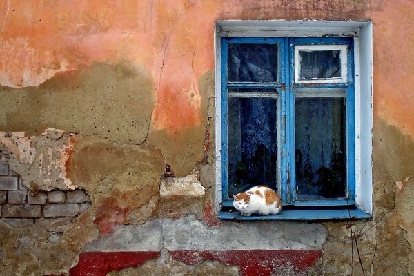 A cat is sitting on the window of a destroyed house