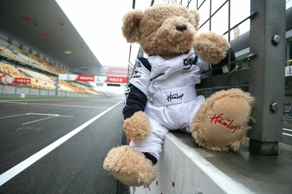 Teddybär sitzt in Form in der Formel 1