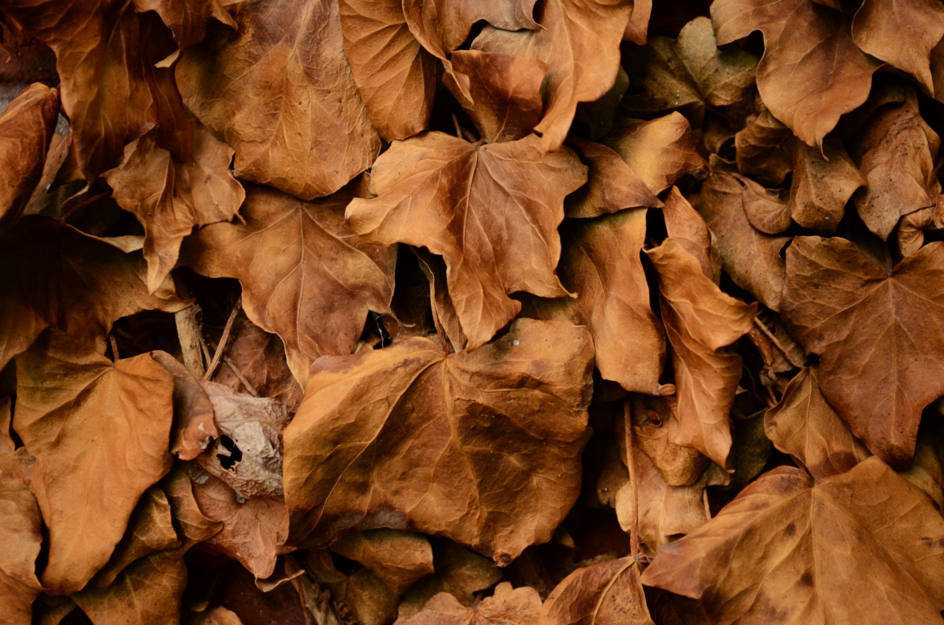 blätter trocken herbst