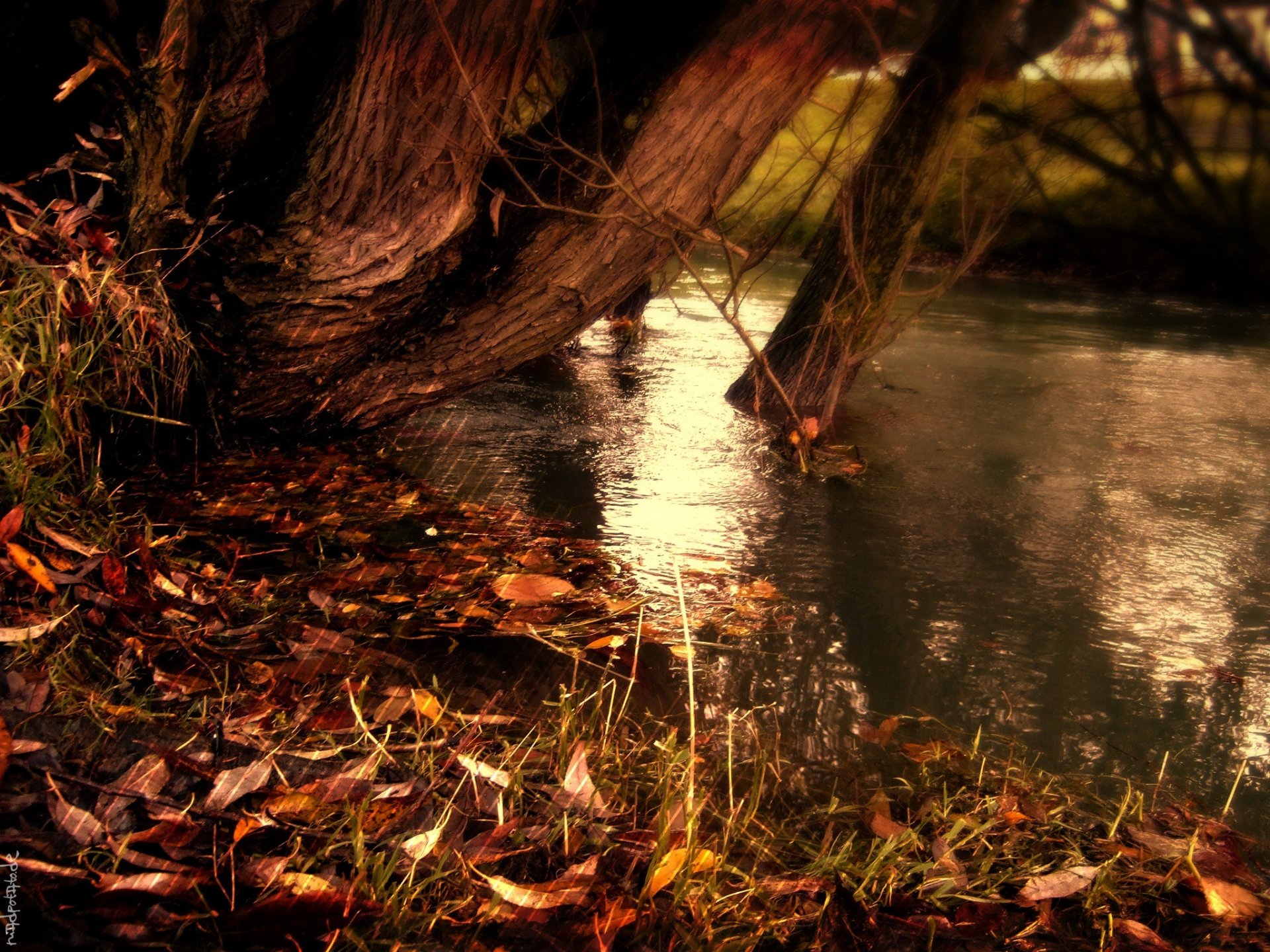 naturaleza otoño rayas rayas hojas caídas amarillas río agua lago