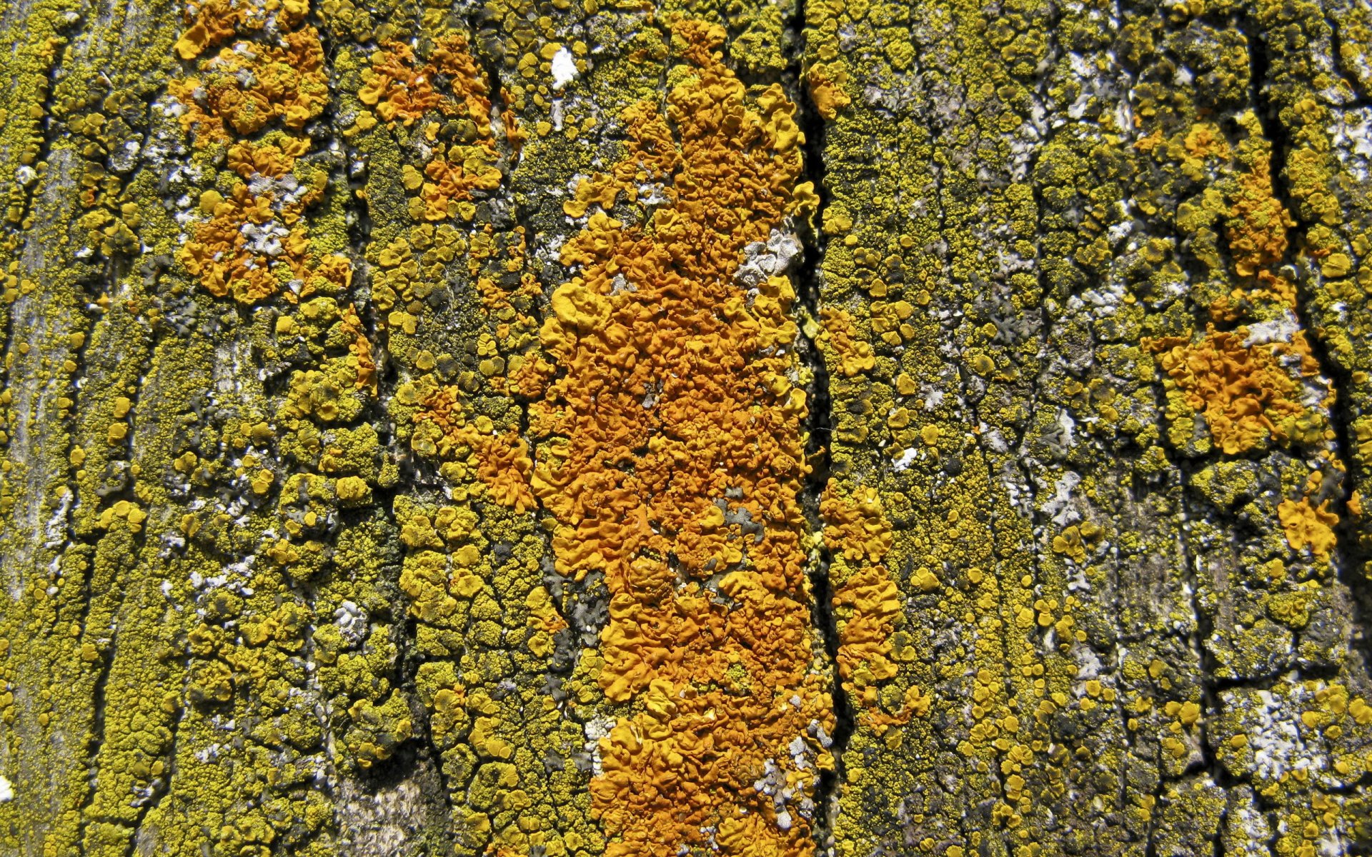 madera corteza fondo