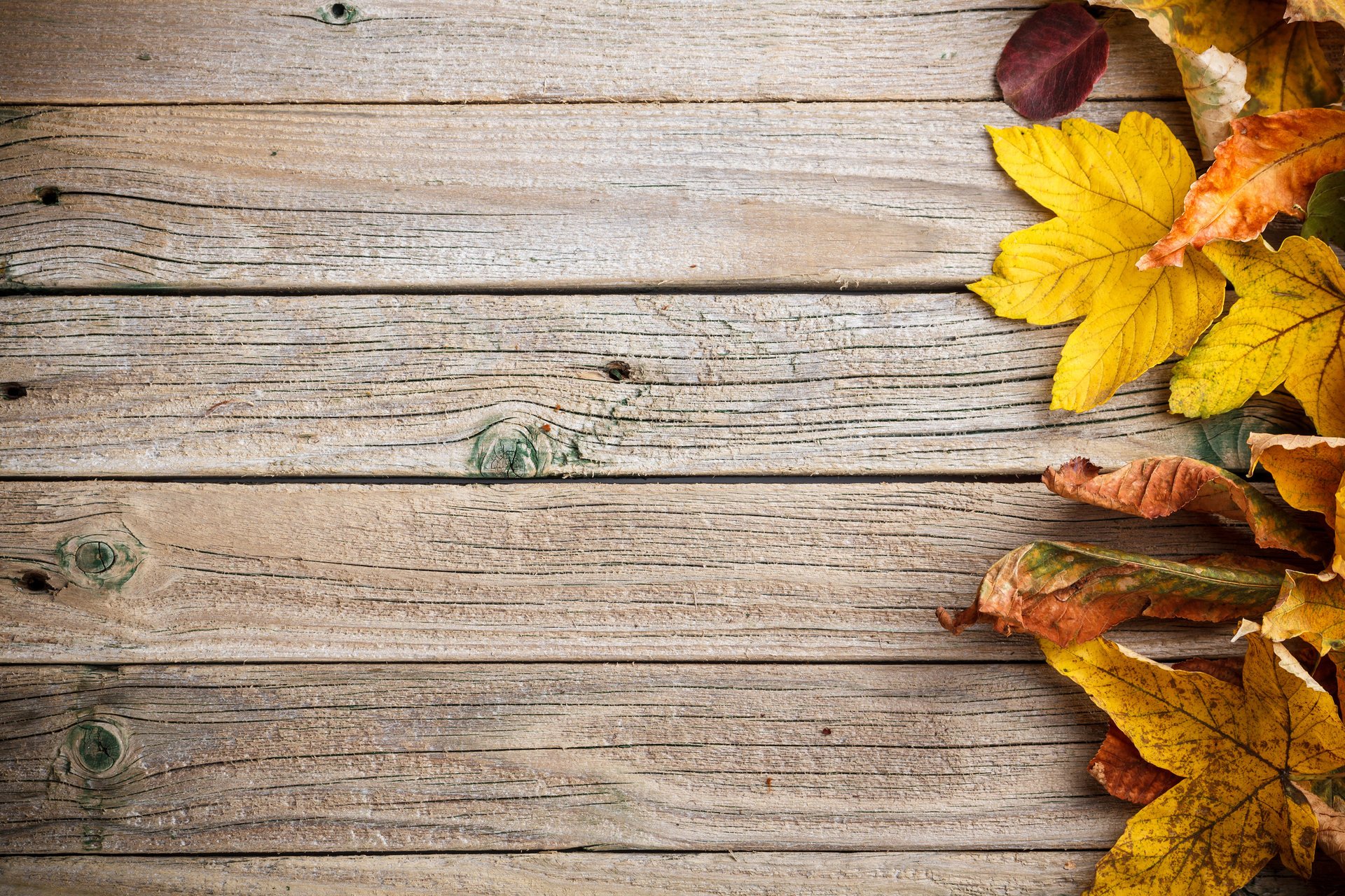 herbst blätter bunt baum textur hintergrund herbstlaub