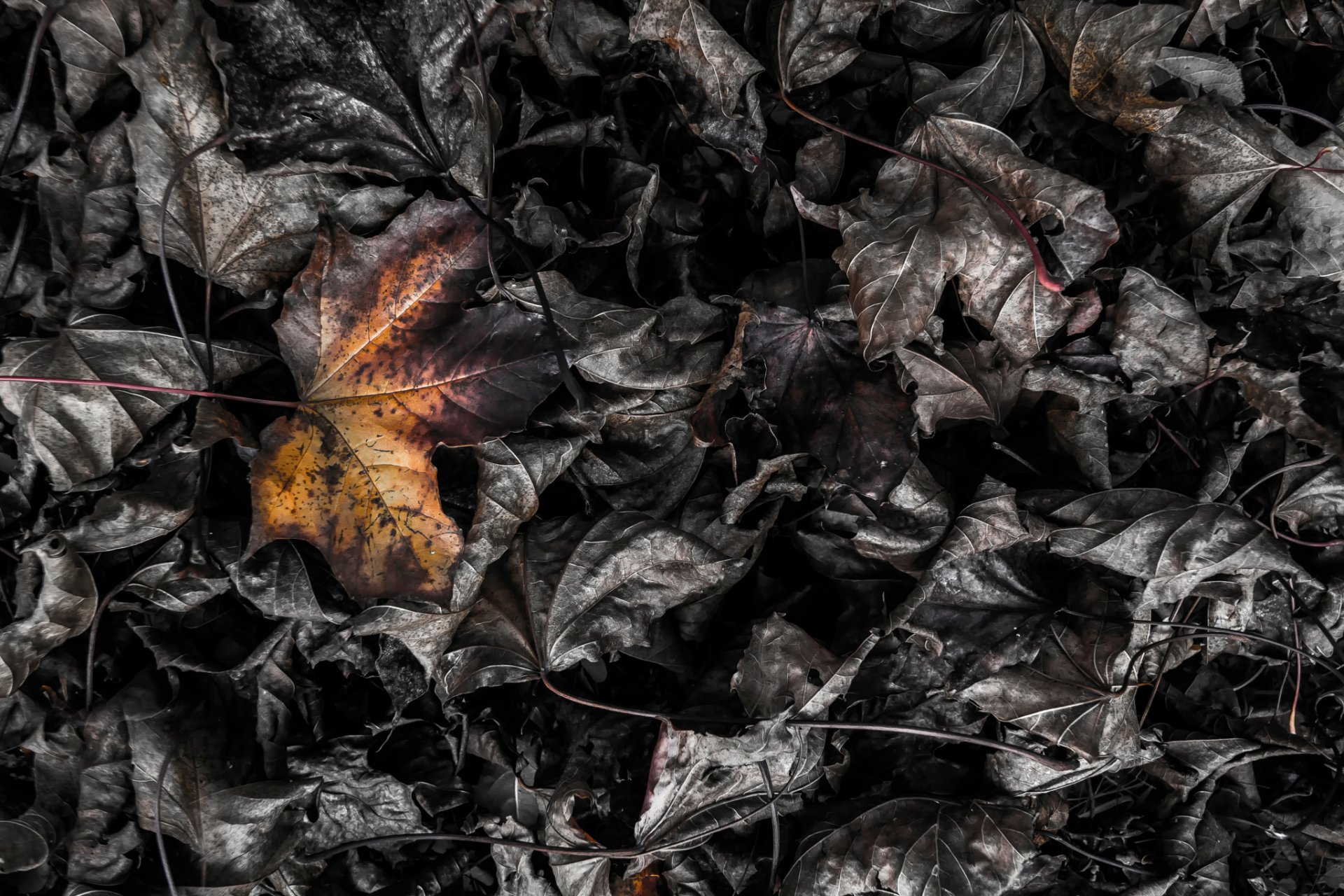 burning leaf leaves close up