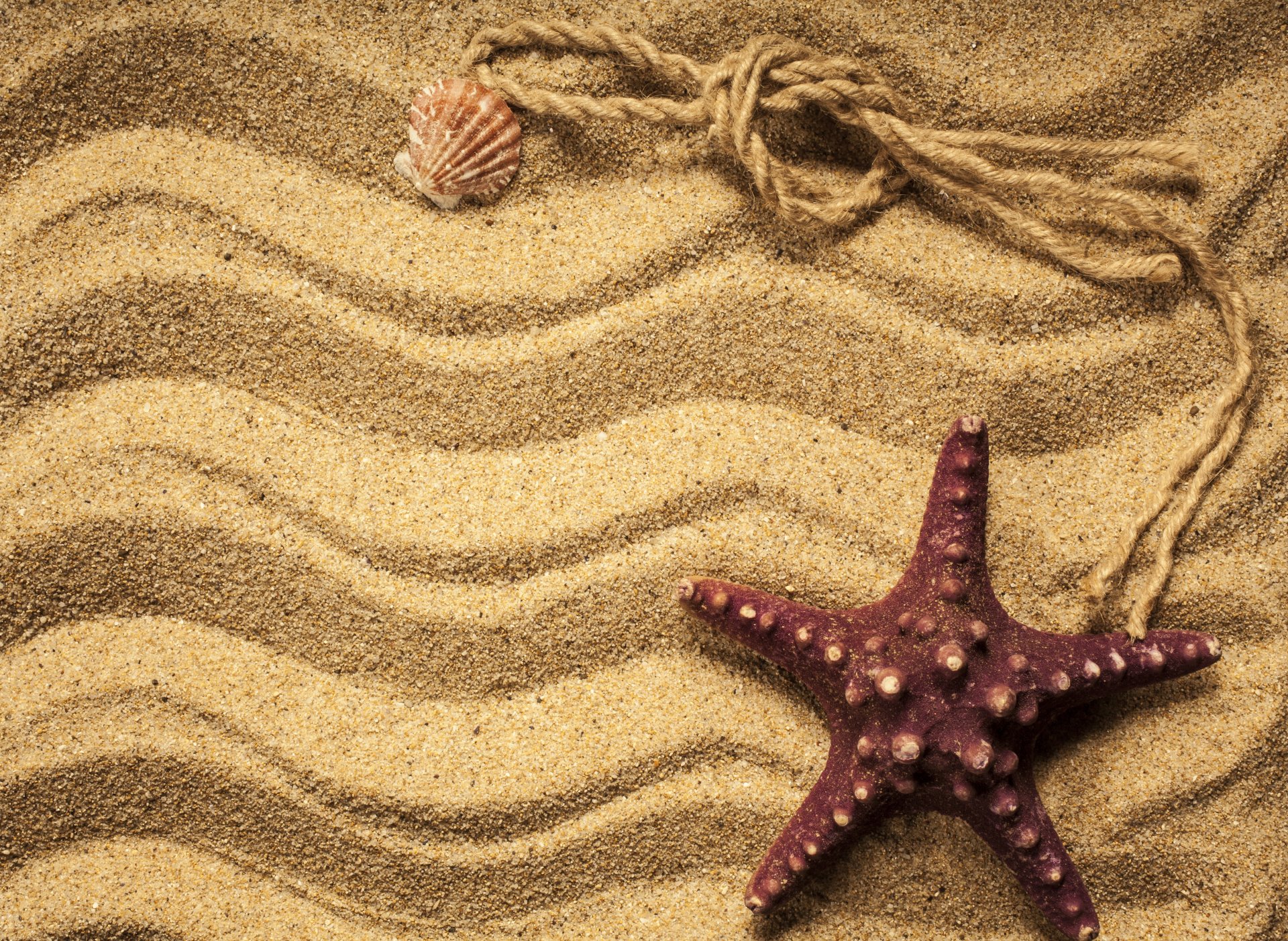 sable texture plage marine étoiles coquillages étoile de mer