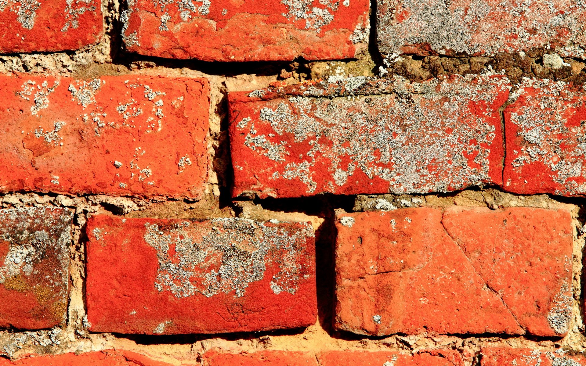 pared ladrillo textura