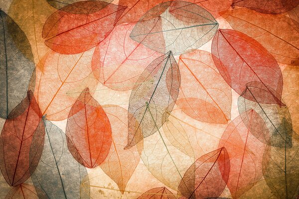 Autumn leaves in this background are more transparent and abstractly colorful