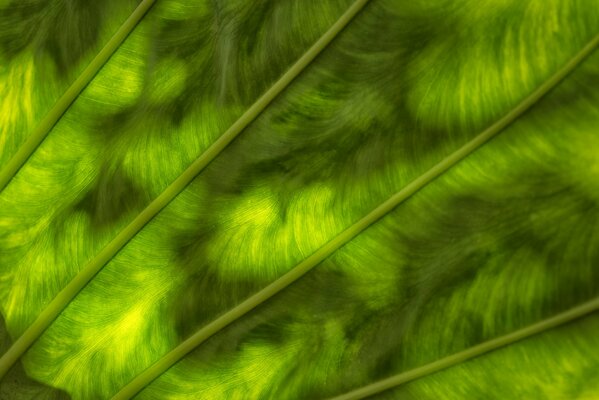 Green Iridescent leafy texture