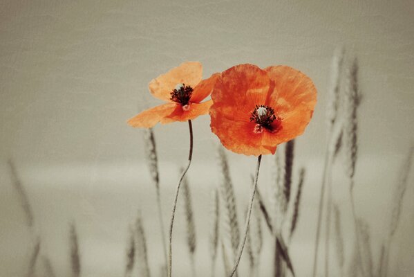 Poppies in the middle of gray spikelets