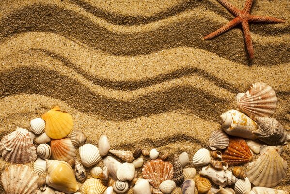 Coquillages et étoiles sur le sable