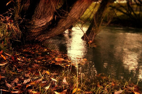 Autumn river and fallen yellow leaves