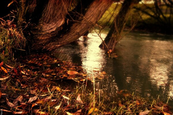 Jesienna rzeka i opadłe żółte liście