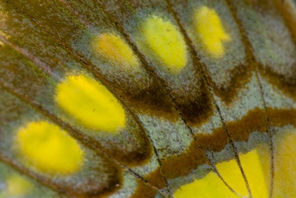 Piękny wzór na skrzydełku motyla pod ujęciem makro