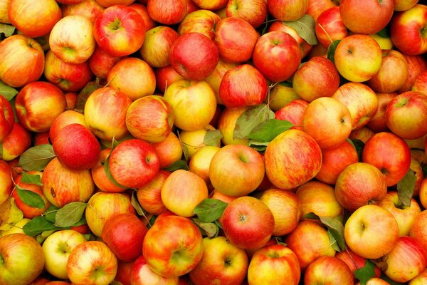 Pommes appétissantes, roses, juteuses