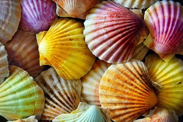 Bright, large, colorful shells