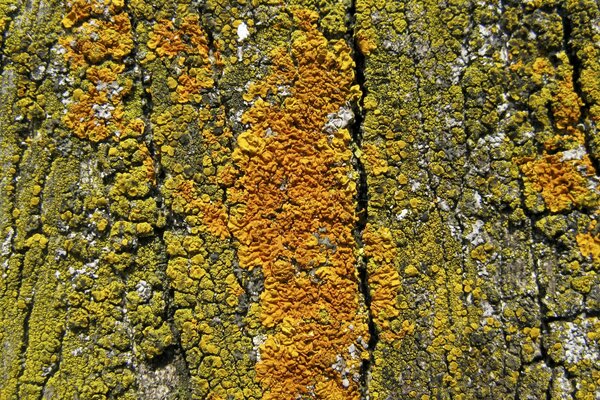 Écorce de vieux bois recouvert de mousse