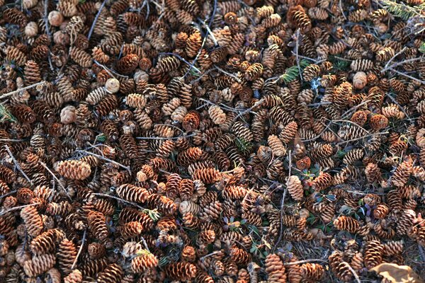 Natural background of many cones