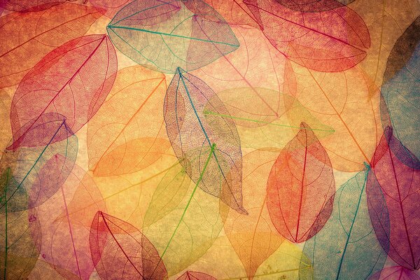 Autumn transparent background of colorful leaves