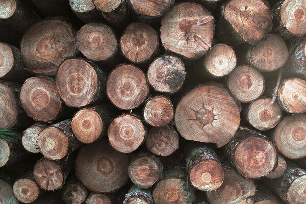 Family photo shoots on the background of firewood