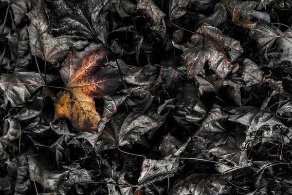 Rotted black maple leaves