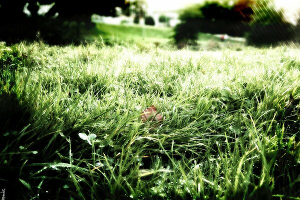Утренняя роса на зеленой траве летом