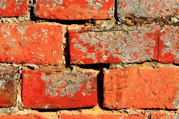 Mur texturé en brique rouge