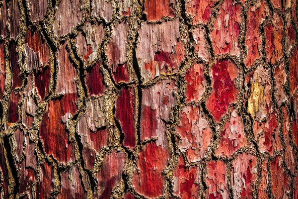 Texture of red tree bark