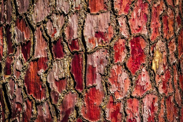 Textura de corteza de árbol rojo