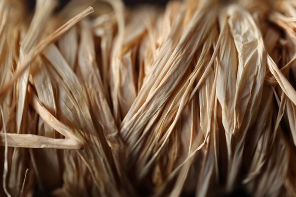 Fibers in macro photography beige color