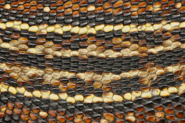Immagine Macro della pelle di serpente