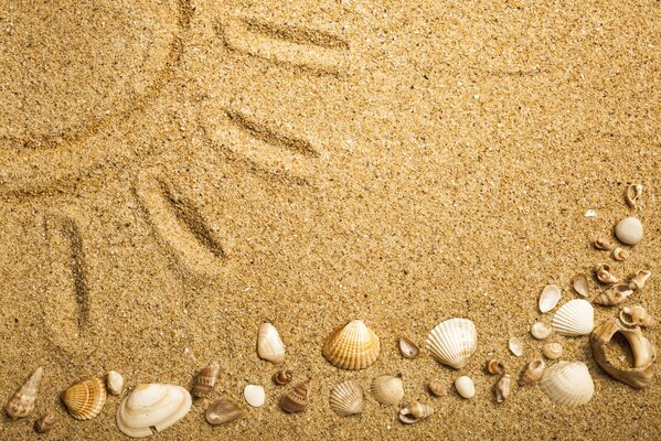 Seashells on the sand and the sun