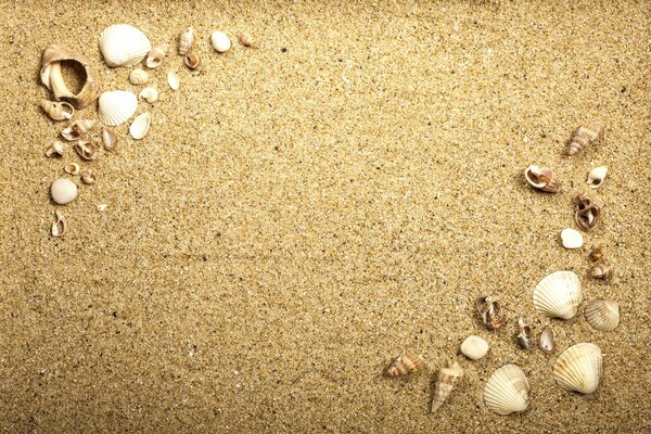 Seashells of different shapes on the sand