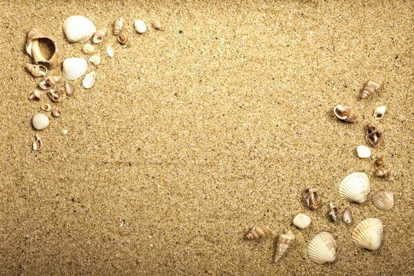 Coquillages de Différentes formes sur le sable