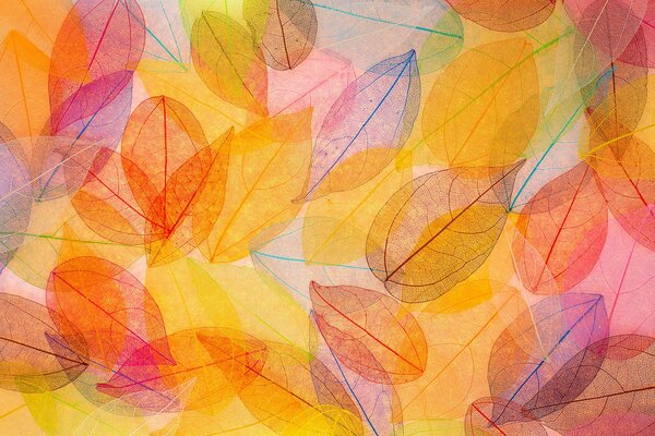 Colorful, translucent leaves will decorate your interior