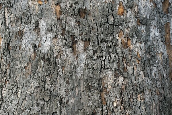 Corteccia grigia di un vecchio albero