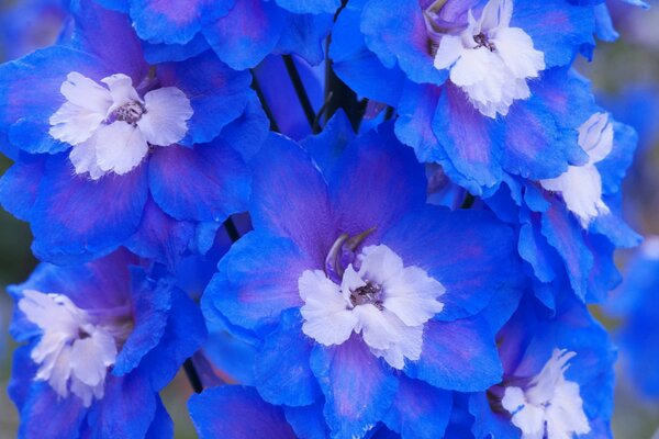 Blaue Blüten nahe am Bildschirm