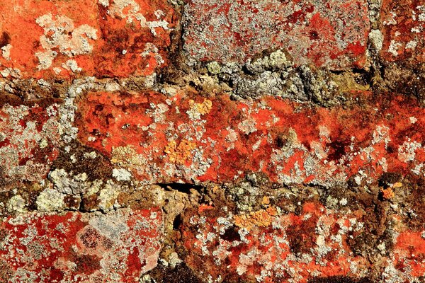 Colorful brick wall texture