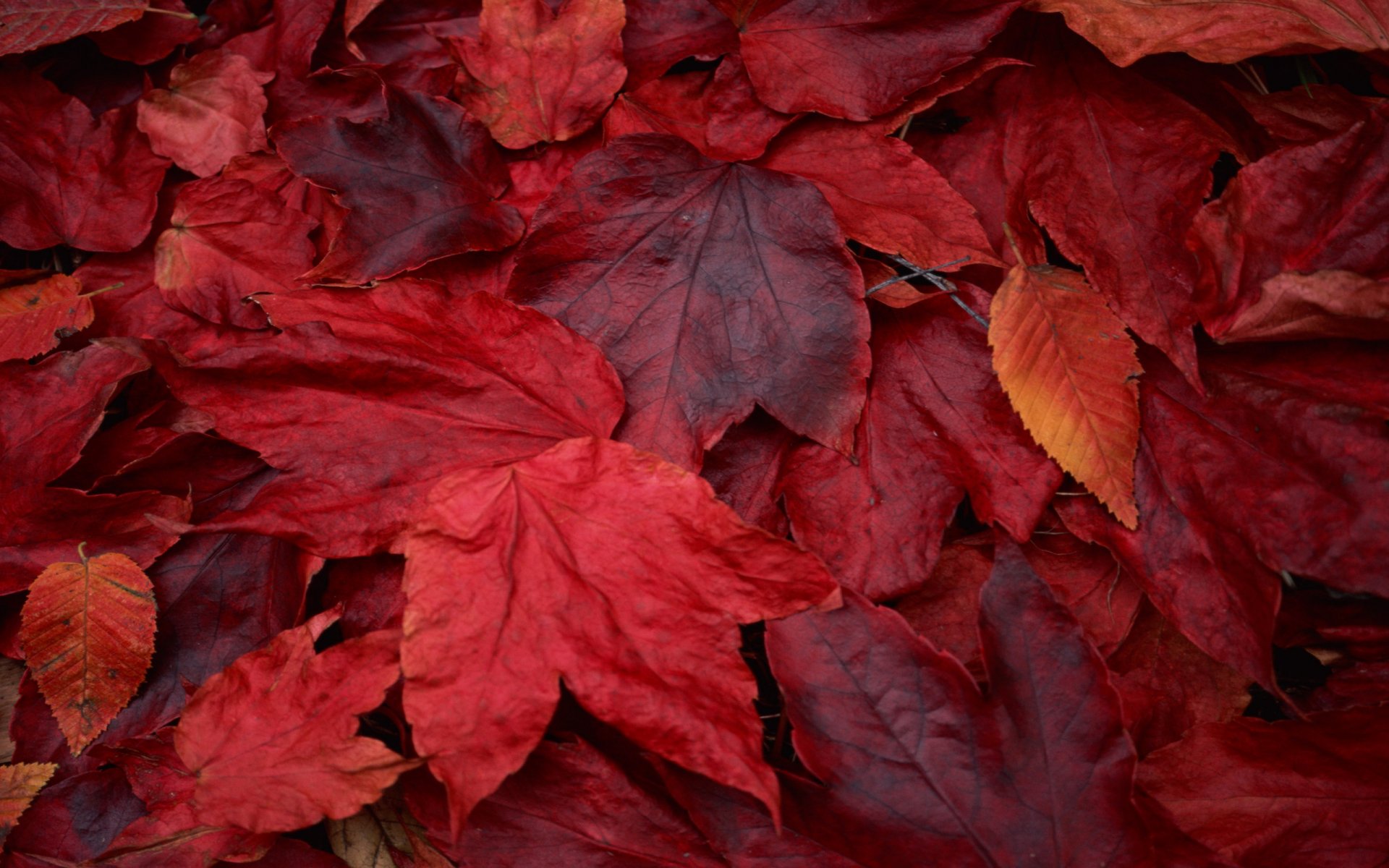 rouge érable feuilles