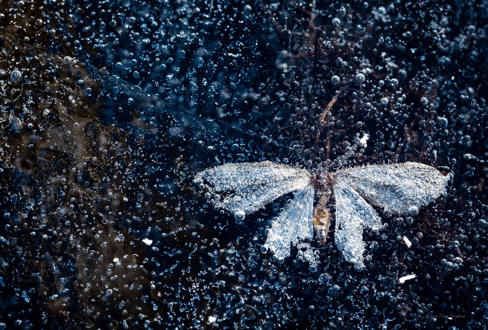 eis luftblasen schmetterling