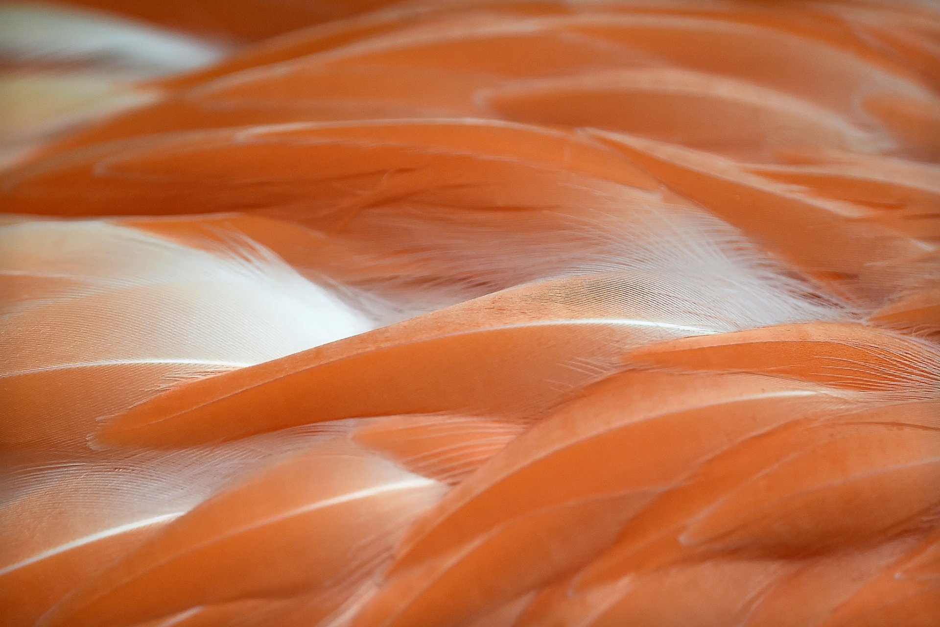 flamingos feathers flower