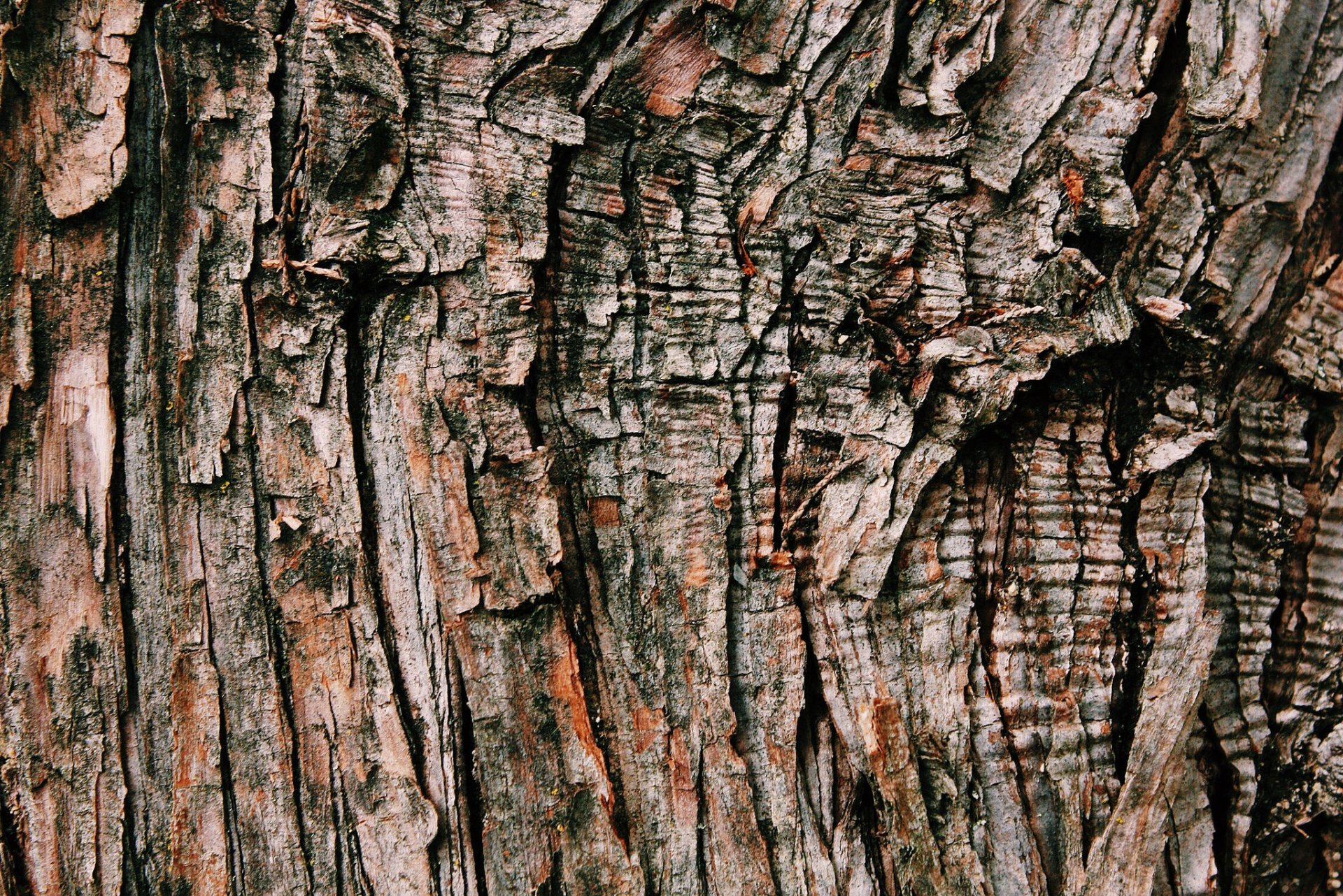 bark tree textures background