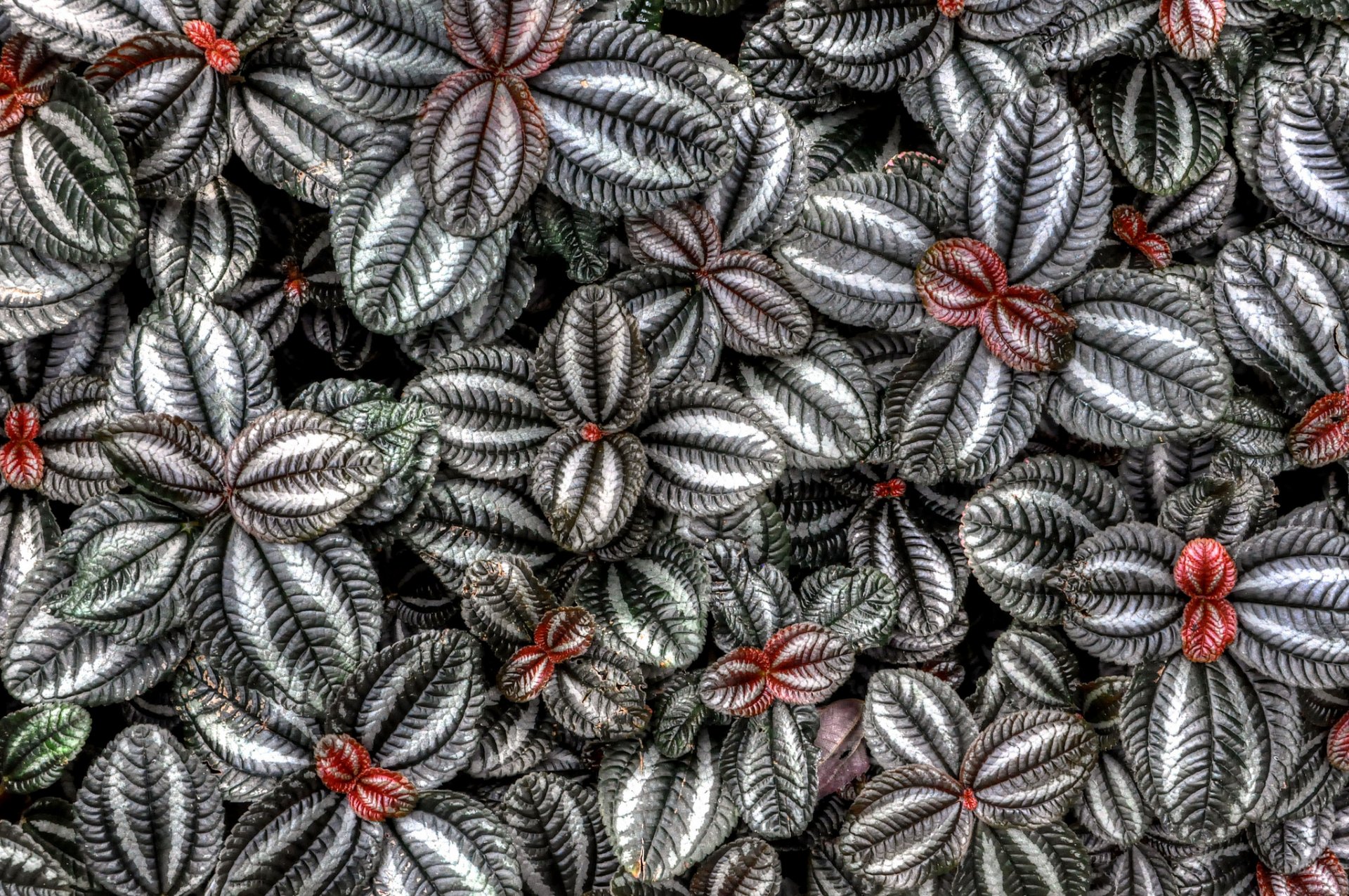 coleus blume plante feuilles couleur nature